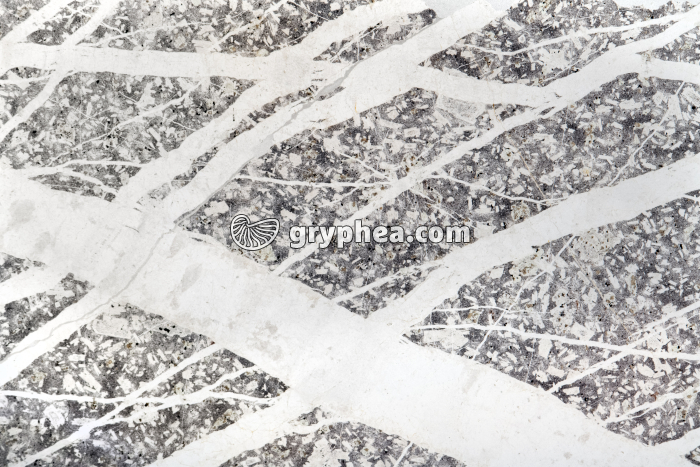 Quartz dans roche volcanique LPNA x1,5 - gryphea.org